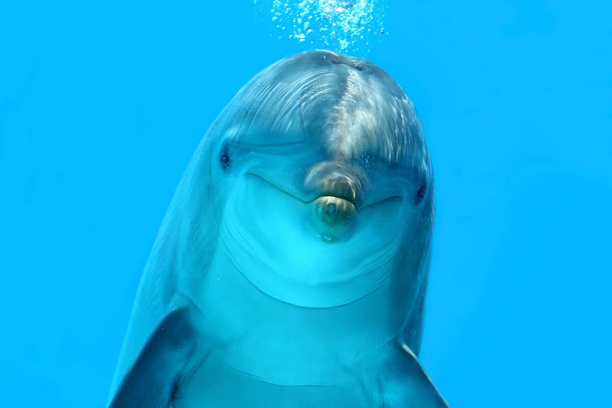 Dolphin 90s